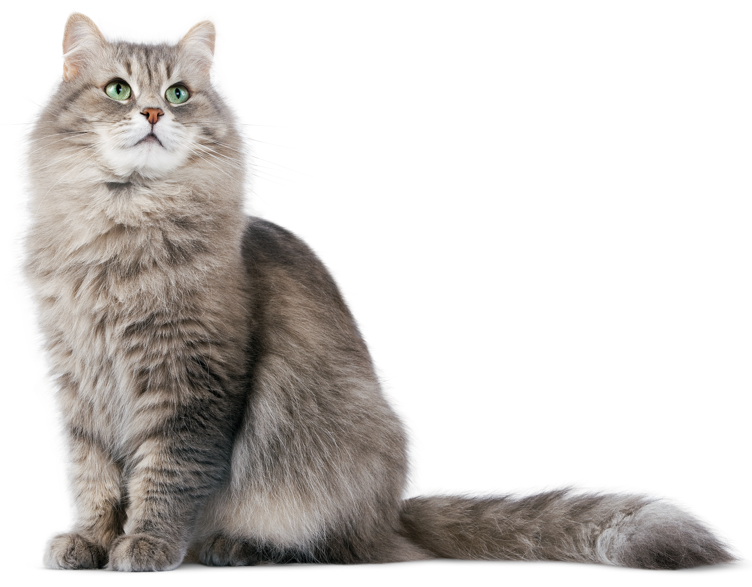 cat-9151